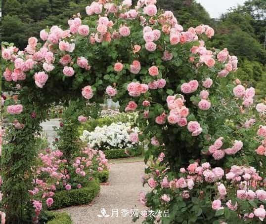 藤本月季牽引技巧！輕松打造月季花墻(圖2)