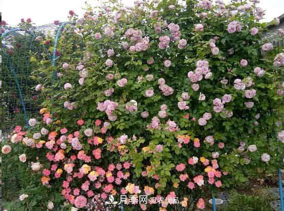 藤本月季牽引技巧！輕松打造月季花墻(圖1)