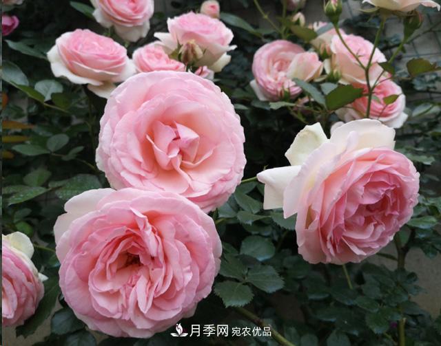 月季入秋養(yǎng)護做到這3點，開花大又多！(圖1)