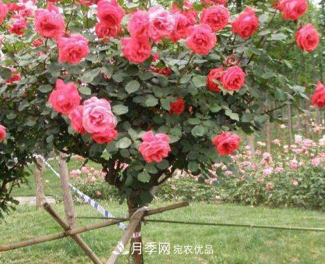 月季花很漂亮，但選購的時候認(rèn)準(zhǔn)這7個方法(圖3)