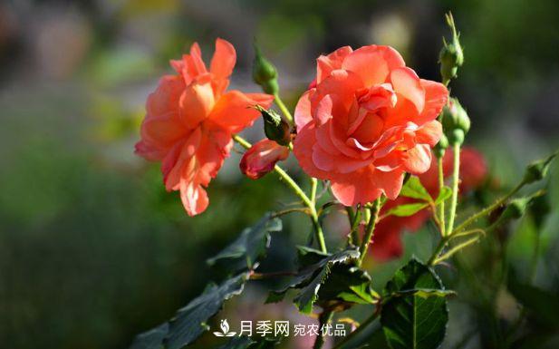 月季花很漂亮，但選購的時候認(rèn)準(zhǔn)這7個方法(圖1)