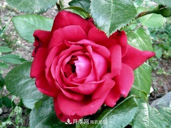 玫瑰國度的天使，冬天養(yǎng)月季選它，完美月季花，勤花多花更漂亮(圖1)