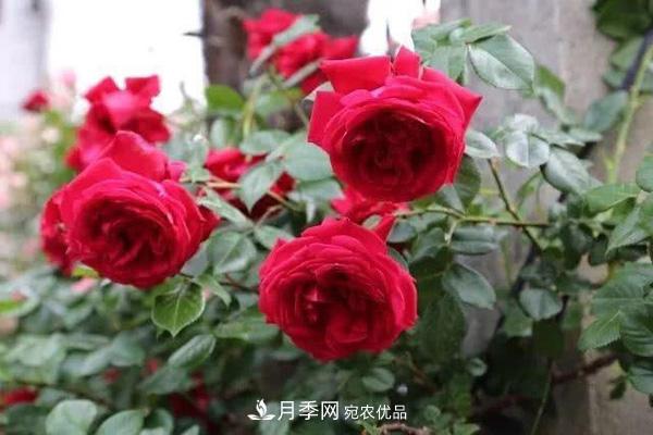 玫瑰國度的天使，冬天養(yǎng)月季選它，完美月季花，勤花多花更漂亮(圖2)