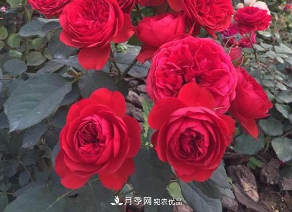 玫瑰國度的天使，冬天養(yǎng)月季選它，完美月季花，勤花多花更漂亮(圖3)