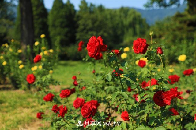 等你來！北京植物園10萬余株月季陸續(xù)進入花期(圖2)