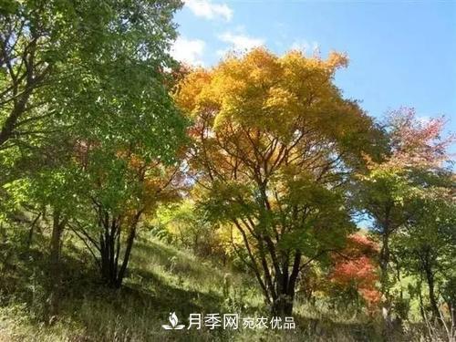 精品叢生苗木，2020年發(fā)展?jié)摿Υ?圖1)