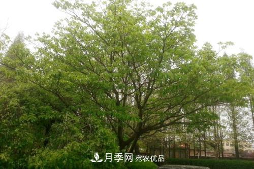 精品叢生苗木，2020年發(fā)展?jié)摿Υ?圖3)