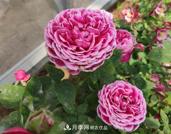 秋季無(wú)論地栽還是盆栽月季，一定要多施肥，明年才能花開不停(圖1)
