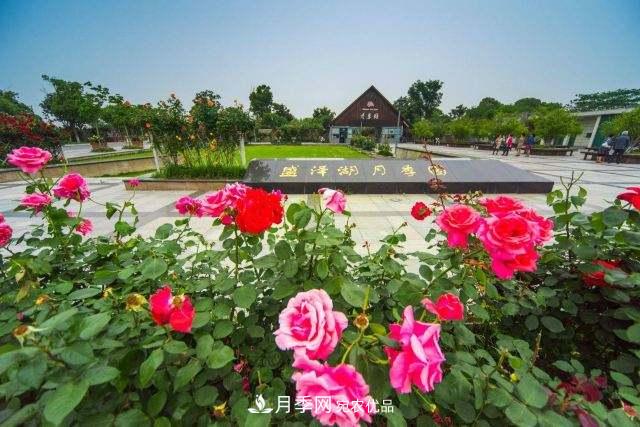國內(nèi)首家擲準(zhǔn)飛盤賽場，在蘇州盛澤湖月季公園落成(圖1)
