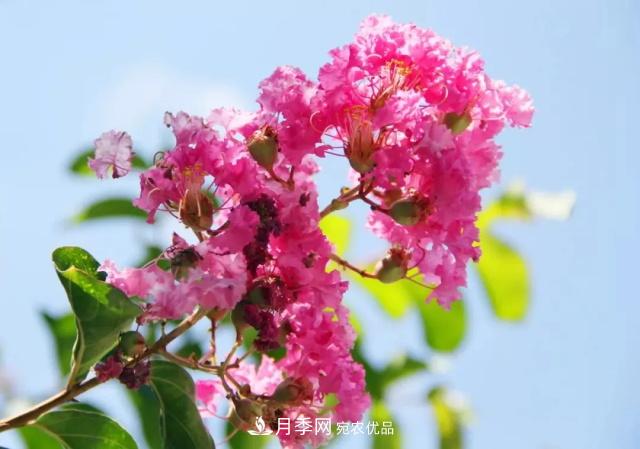 紫薇花木日常管理養(yǎng)護小妙招，型美葉綠花艷，誰看都羨慕(圖1)