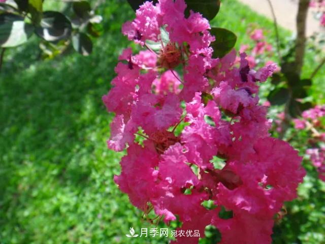 紫薇花木日常管理養(yǎng)護小妙招，型美葉綠花艷，誰看都羨慕(圖2)