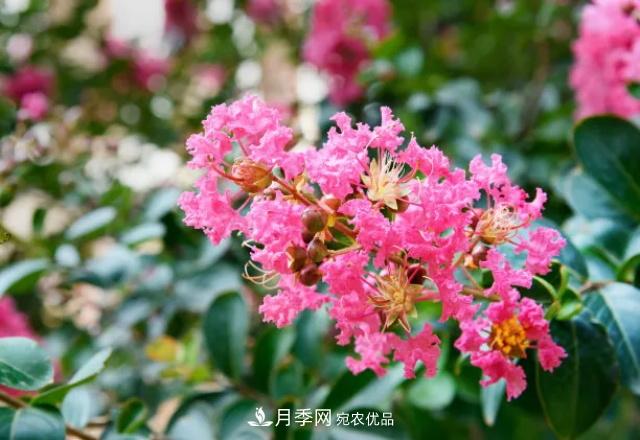 紫薇花木日常管理養(yǎng)護小妙招，型美葉綠花艷，誰看都羨慕(圖3)