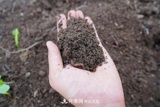 9月又到換盆時，盆里加點“特殊料”，怎么養(yǎng)都爆盆(圖4)