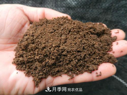 9月又到換盆時，盆里加點“特殊料”，怎么養(yǎng)都爆盆(圖1)