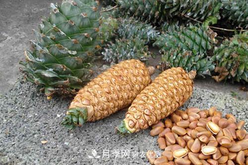 9月又到換盆時，盆里加點“特殊料”，怎么養(yǎng)都爆盆(圖3)