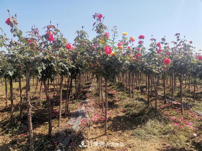 河北樹狀月季批發(fā)基地，品種月季產(chǎn)地直供價(jià)格表(圖1)
