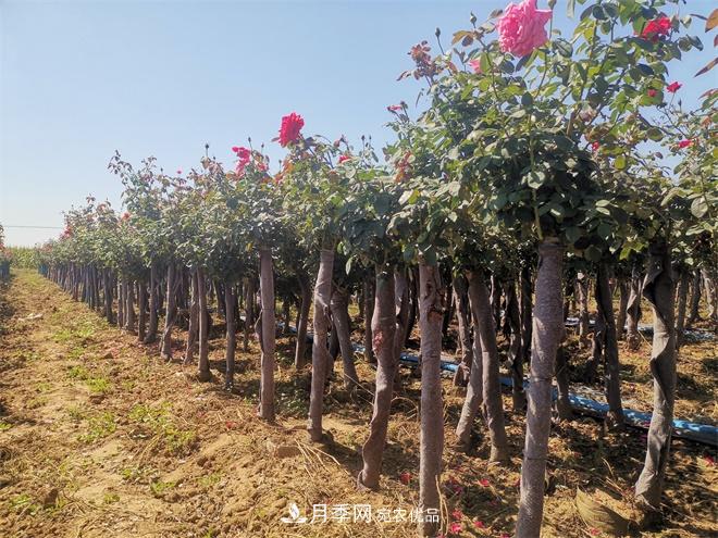 精品樹狀月季，月季樹，月季樹基地批發(fā)價格(圖3)