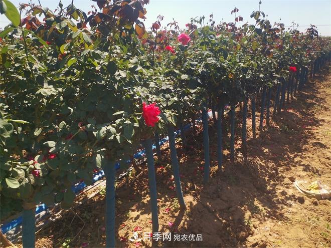 精品樹狀月季，月季樹，月季樹基地批發(fā)價格(圖4)