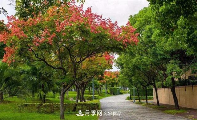 欒樹(shù)的日常種植養(yǎng)護(hù)，你做到位了嗎？(圖1)