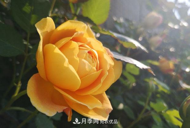 月季枝條折了怎么辦？別急著剪，這么做救回來(圖1)