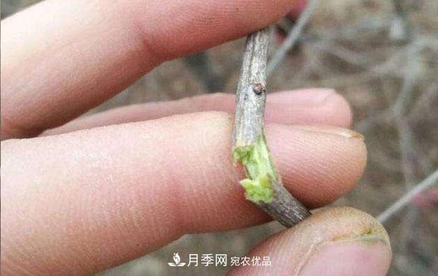 月季枝條折了怎么辦？別急著剪，這么做救回來(圖2)