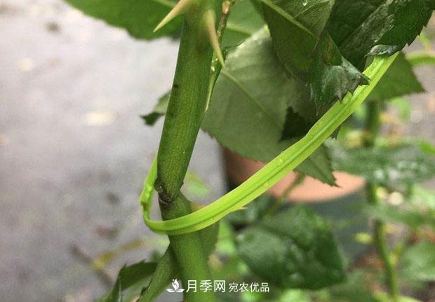 月季枝條折了怎么辦？別急著剪，這么做救回來(圖3)