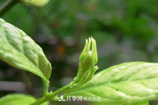 月季葉子卷曲沒有蟲，是什么原因(圖1)
