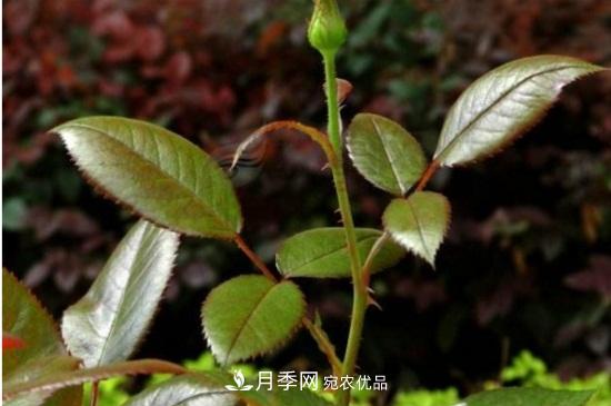 月季葉子卷曲沒有蟲，是什么原因(圖3)