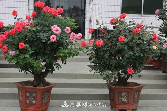 新買的月季花怎么盆栽，4個(gè)步驟養(yǎng)出嬌嫩美艷的月季花(圖1)