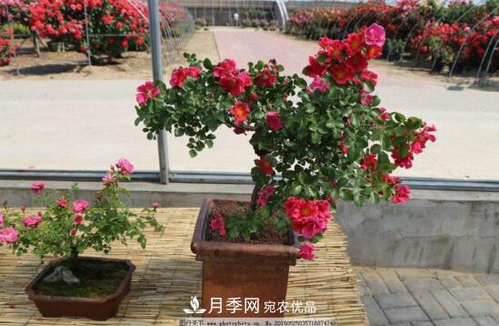 新買的月季花怎么盆栽，4個(gè)步驟養(yǎng)出嬌嫩美艷的月季花(圖3)