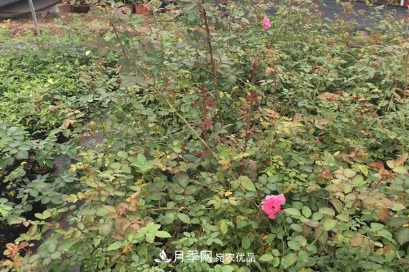 南陽月季小苗的價(jià)格是多少呢？(圖1)