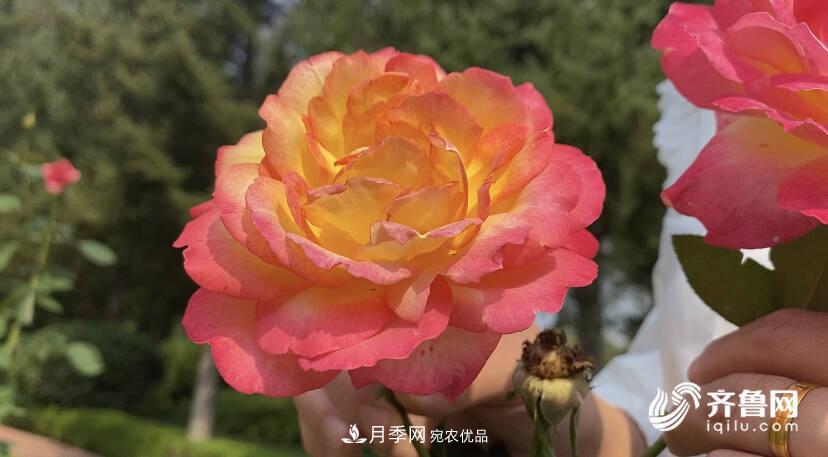 山東濟南網(wǎng)紅打卡地！帶您看姹紫嫣紅的月季花海(圖2)
