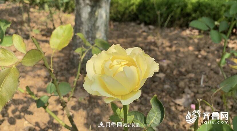 山東濟南網(wǎng)紅打卡地！帶您看姹紫嫣紅的月季花海(圖5)