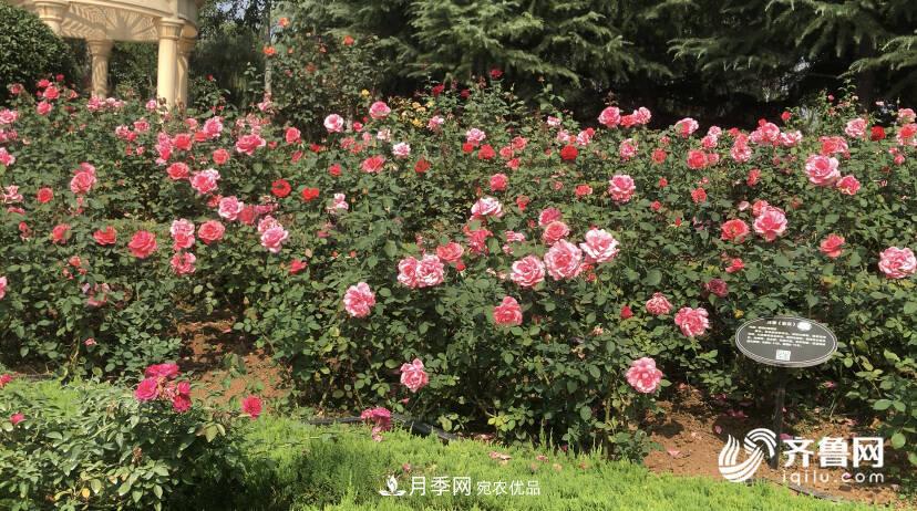 山東濟南網(wǎng)紅打卡地！帶您看姹紫嫣紅的月季花海(圖6)