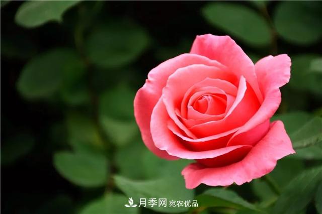 月季之都，陜西韓城市打造月季花海文化名城(相冊(cè))(圖2)