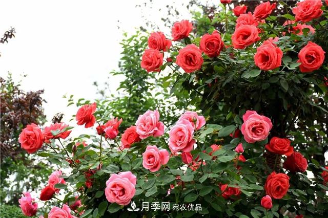 月季之都，陜西韓城市打造月季花海文化名城(相冊(cè))(圖5)