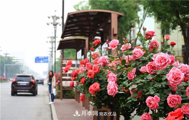 月季之都，陜西韓城市打造月季花海文化名城(相冊(cè))(圖3)