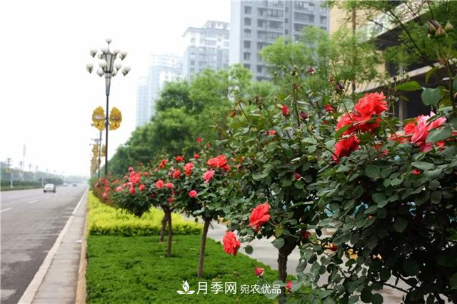 月季之都，陜西韓城市打造月季花海文化名城(相冊(cè))(圖4)