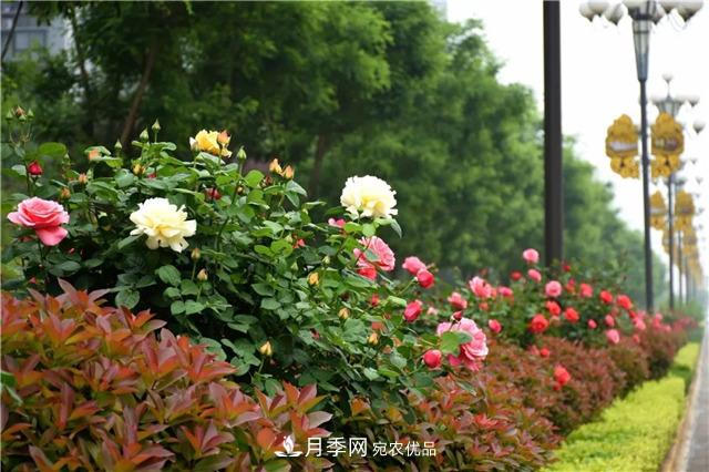 月季之都，陜西韓城市打造月季花海文化名城(相冊(cè))(圖8)