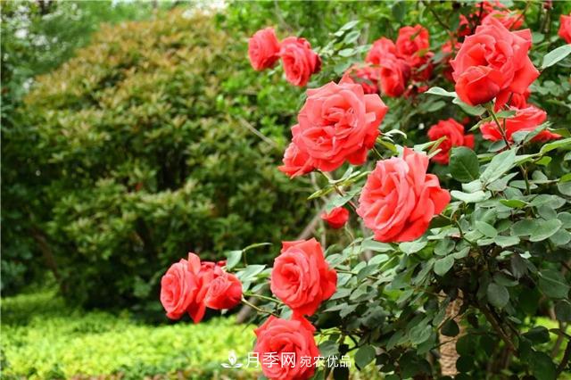 月季之都，陜西韓城市打造月季花海文化名城(相冊(cè))(圖7)
