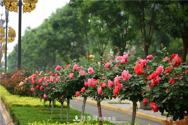 月季之都，陜西韓城市打造月季花海文化名城(相冊(cè))(圖10)
