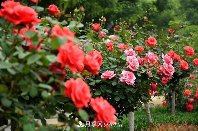 月季之都，陜西韓城市打造月季花海文化名城(相冊(cè))(圖15)