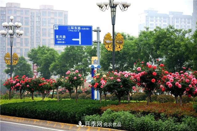 月季之都，陜西韓城市打造月季花海文化名城(相冊(cè))(圖13)