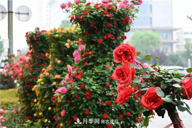 月季之都，陜西韓城市打造月季花海文化名城(相冊(cè))(圖14)