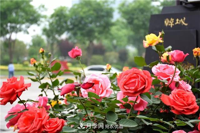月季之都，陜西韓城市打造月季花海文化名城(相冊(cè))(圖1)