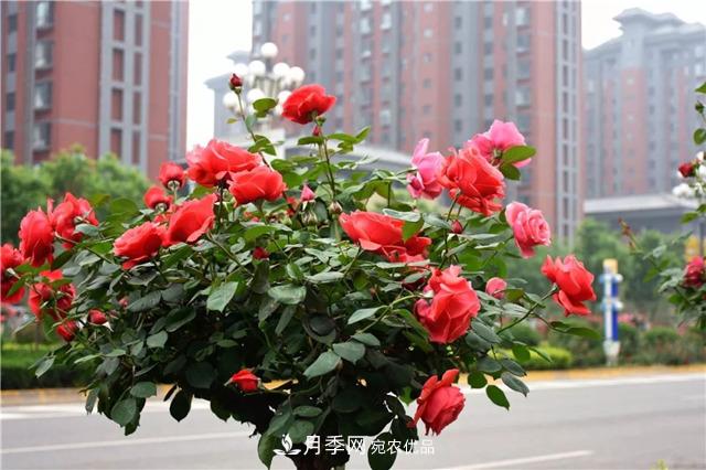 月季之都，陜西韓城市打造月季花海文化名城(相冊(cè))(圖12)