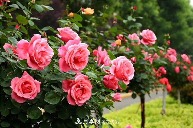 月季之都，陜西韓城市打造月季花海文化名城(相冊(cè))(圖11)