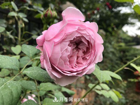 新買回來的月季小苗怎么處理？不要修剪(圖1)