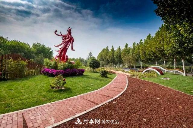 北京大興魏善莊月季小鎮(zhèn)千余種月季進(jìn)入盛花期，這個(gè)十一等您來(圖2)