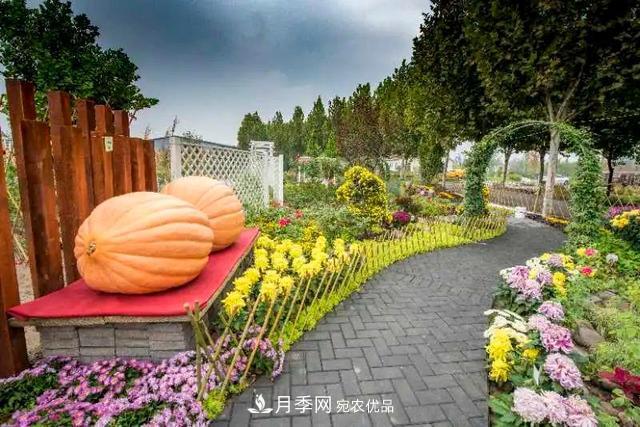 北京大興魏善莊月季小鎮(zhèn)千余種月季進(jìn)入盛花期，這個(gè)十一等您來(圖3)